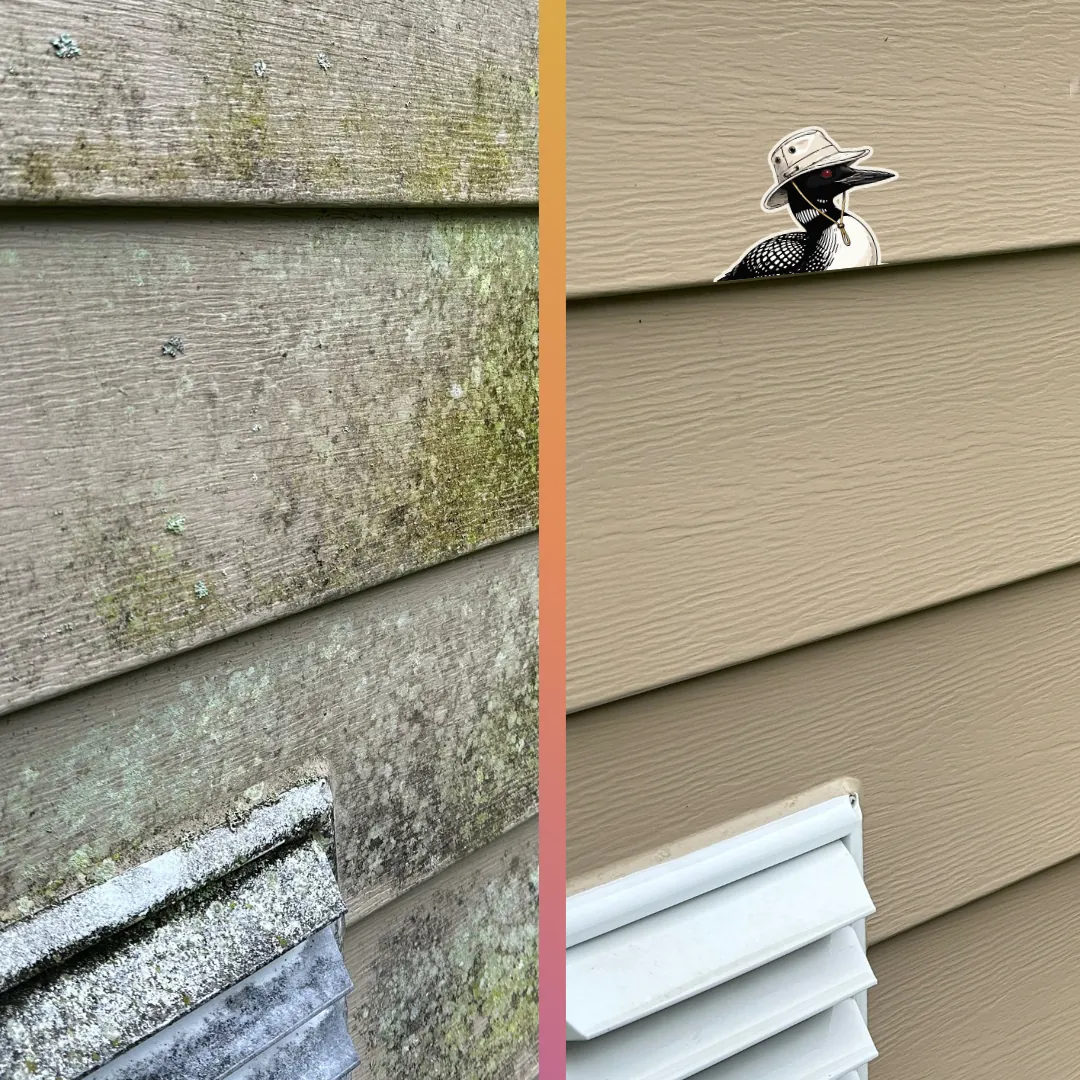 Before and after — Green algae and organic staining soft-washed off the siding — back to an even, clean finish.