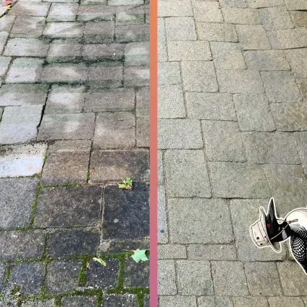 Before and after — patio pavers with embedded moss and black growth surface-cleaned away