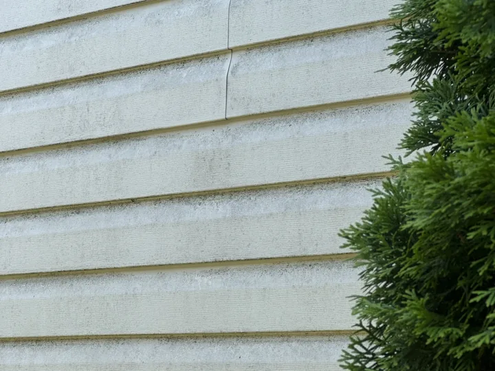Pale vinyl siding shadowed by a cedar, its lower courses tinged green-grey with algae growth