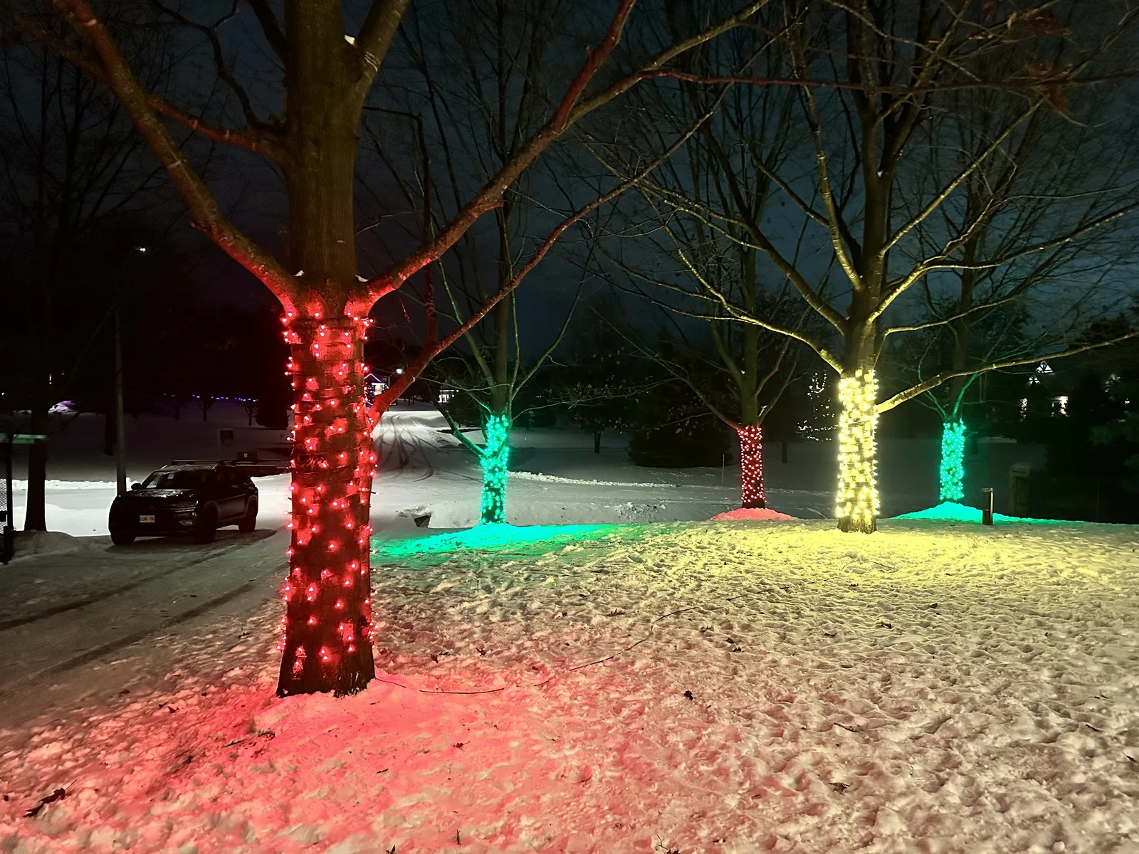 Professional Christmas light installation — Trunk wraps · red, green & warm white up the bark